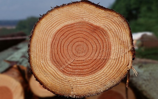 текстура сосны