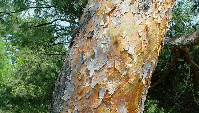 Поверхность сосны