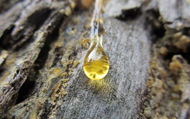 смола соснового дерева