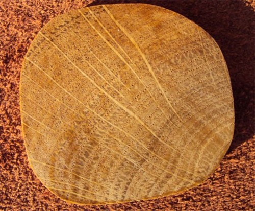 структура и плотность дуба